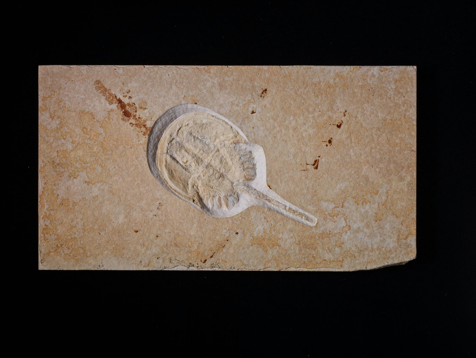 Strengths and constraints in ivory provenance research: La Beleña (Córdoba, Spain) as a case study