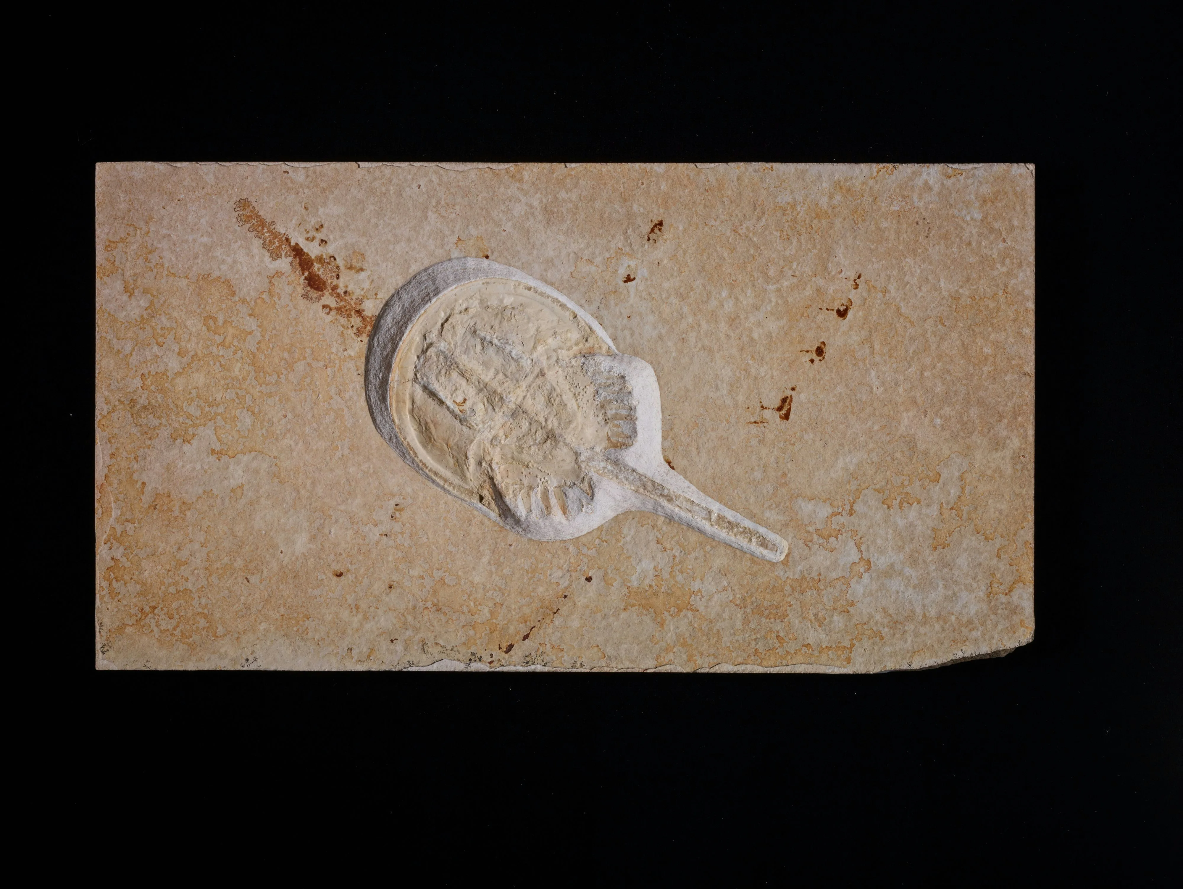 ZooMS identified ivory provenance in fragmented prehistoric remains