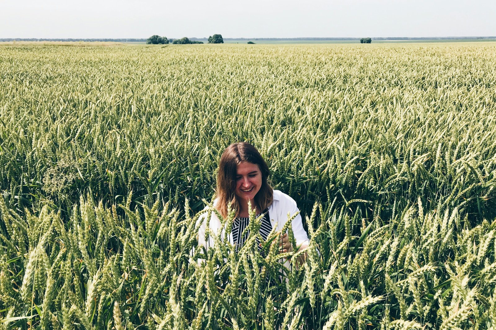 Genome-wide association study (GWAS) identifies genetic loci controlling Distinctness, Uniformity, and Stability (DUS) traits in wheat