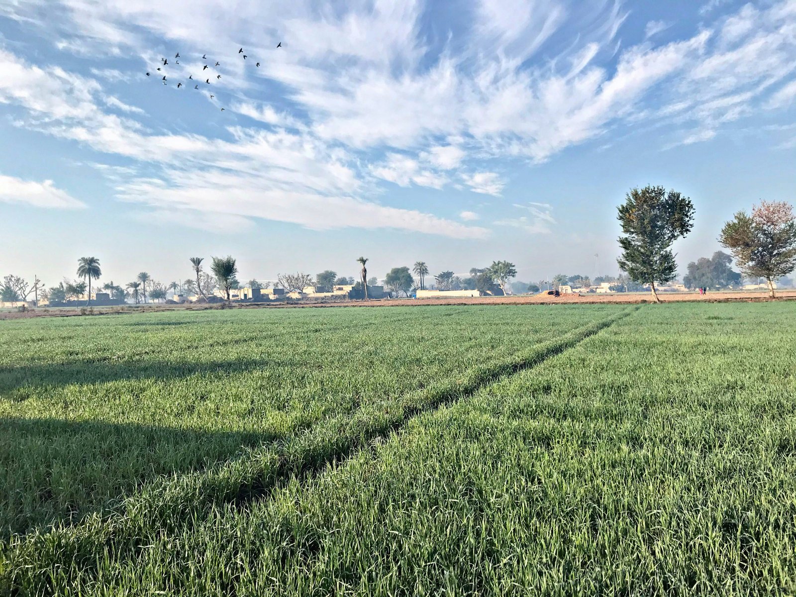 Drip Fertigation Enhances Nitrogen Uptake and Improves Winter Wheat Yield and Stability Across Planting Densities